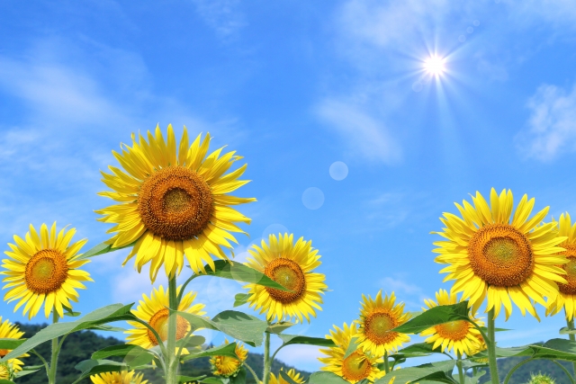 夏の肩こり 夏の肩こり